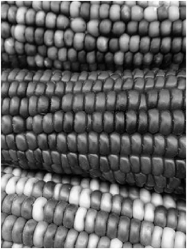 imshow corn 3
